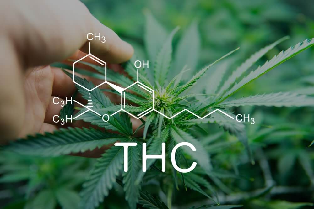 How Long Does Thc Oil Last How Long Does THC-O Vape Last